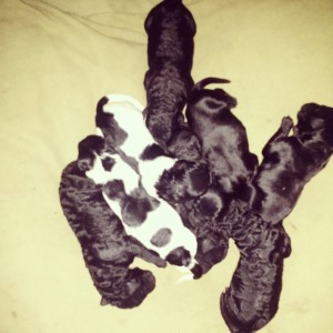 Here's the sleepy puppy pile. Here they were 3 days old and ready to party! No wait the opposite.